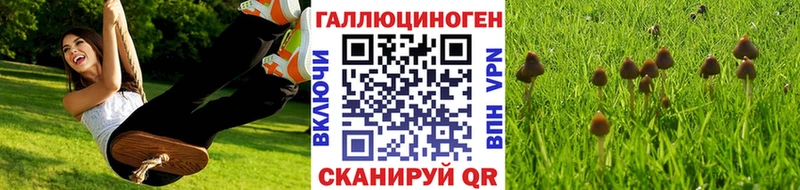 Купить где  Данилов  Псилоцибиновые грибы Magic Shrooms 
